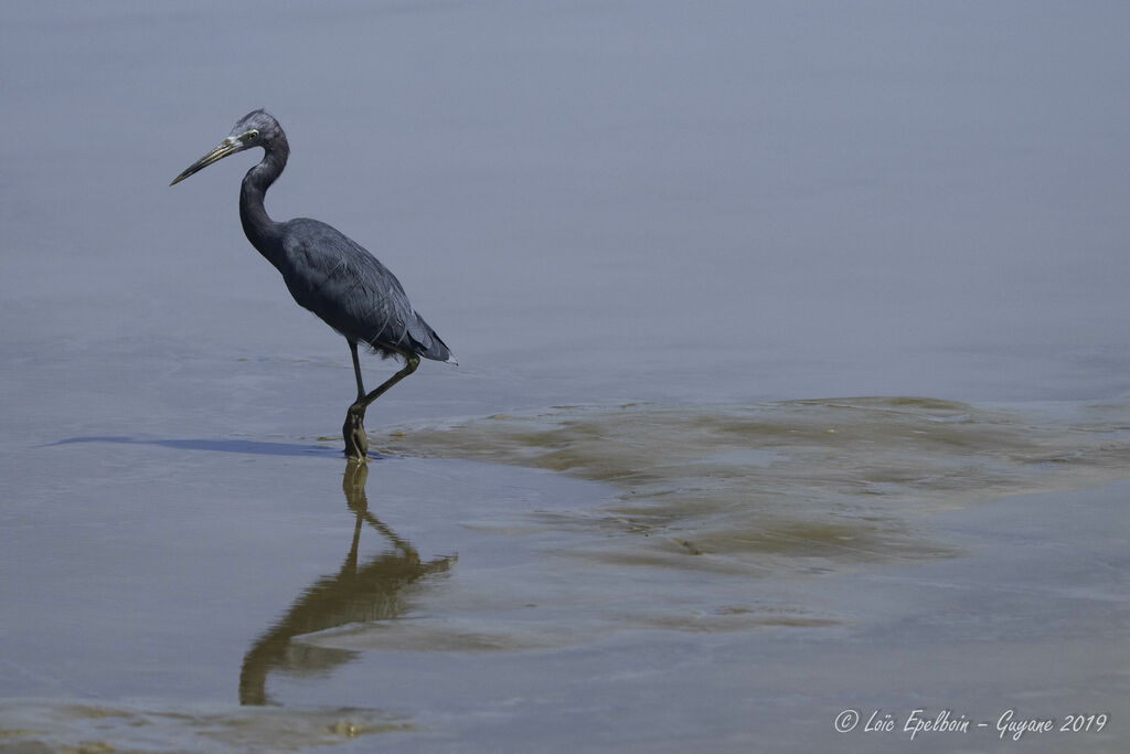 Little Blue Heron