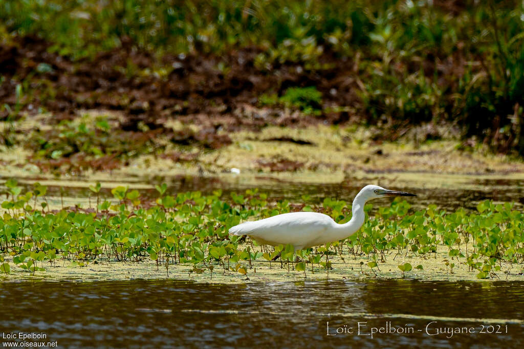 Little Blue Heronjuvenile, habitat, walking
