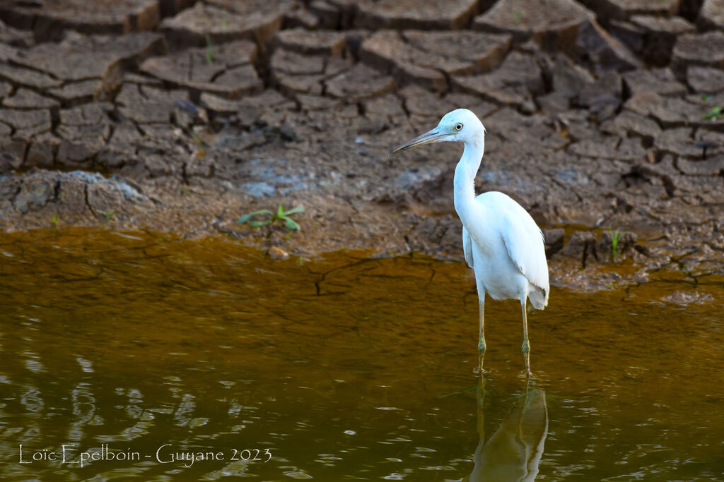 Little Blue Heron