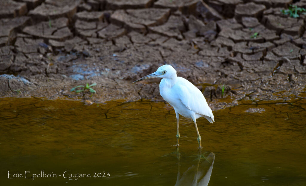 Aigrette bleue