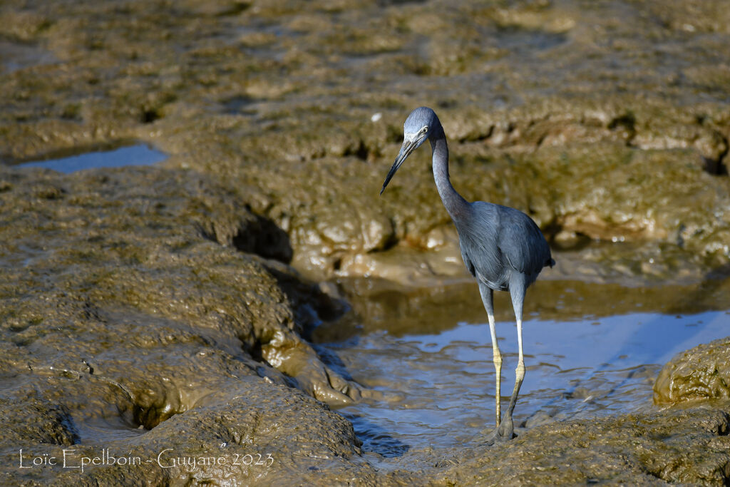 Little Blue Heron