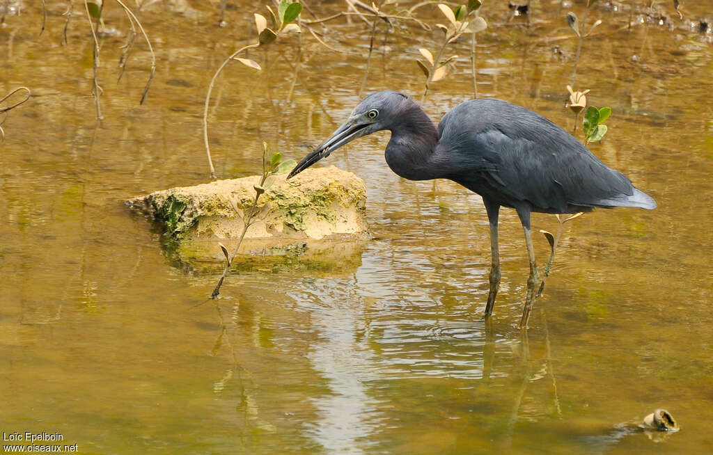 Little Blue Heronadult post breeding, habitat, eats