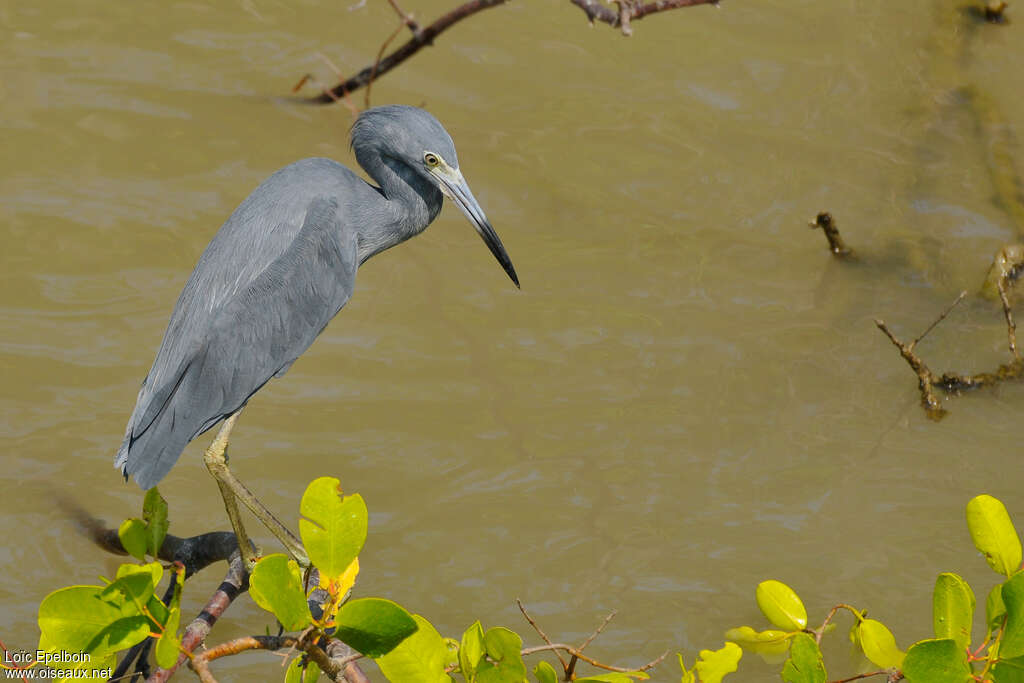 Little Blue Heronadult post breeding, identification
