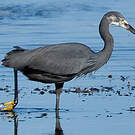 Aigrette dimorphe