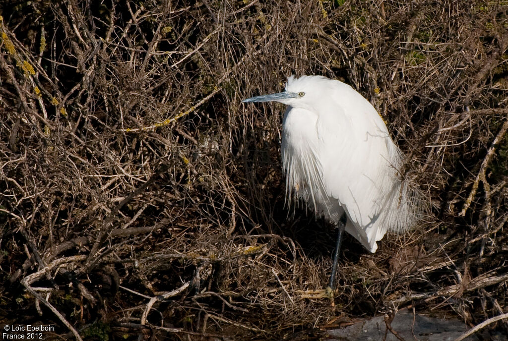 Little Egret