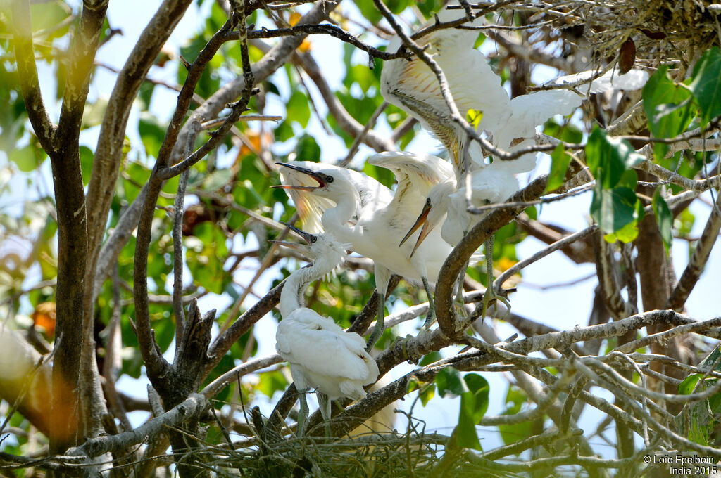 Aigrette garzettejuvénile, Nidification