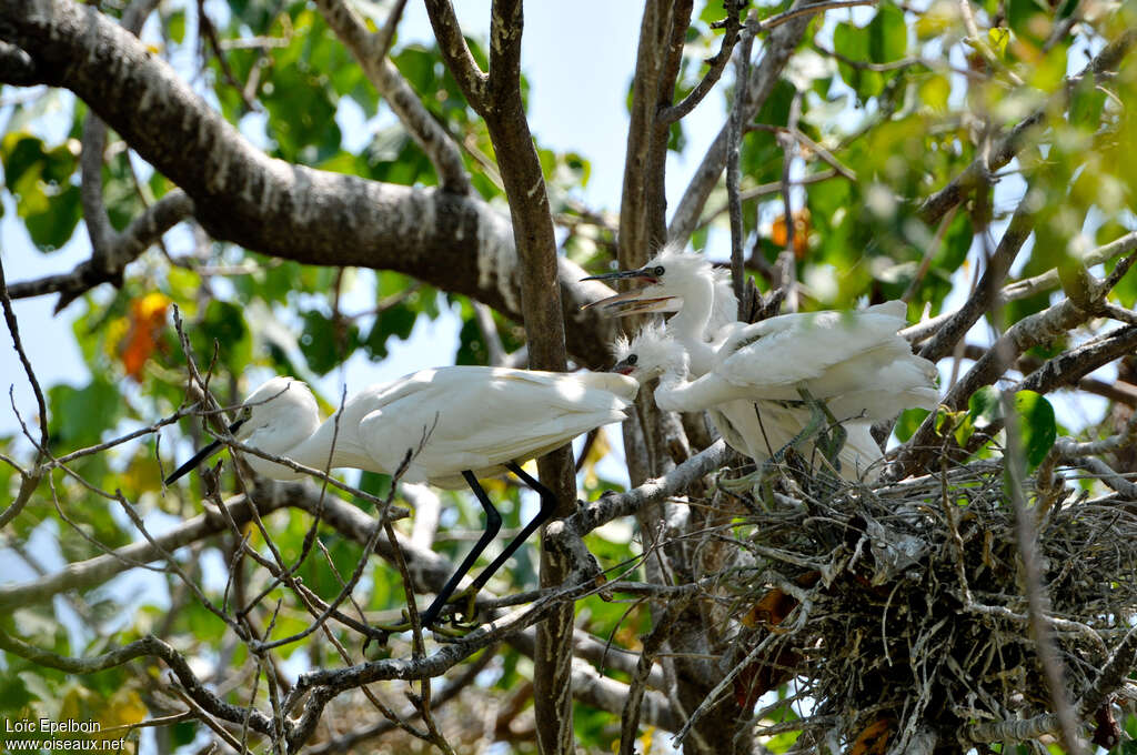 Little Egretjuvenile, Reproduction-nesting