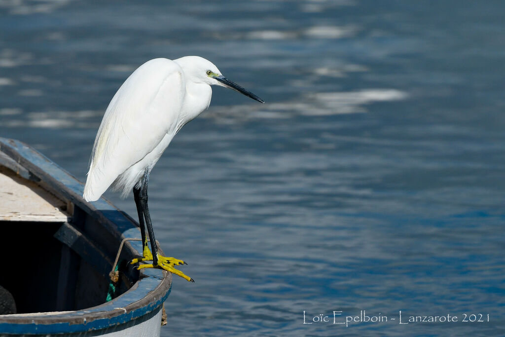 Little Egret