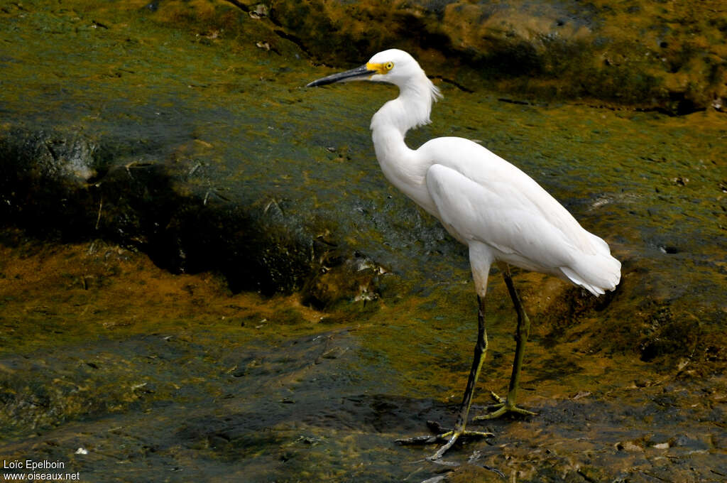 Snowy Egretadult post breeding, identification