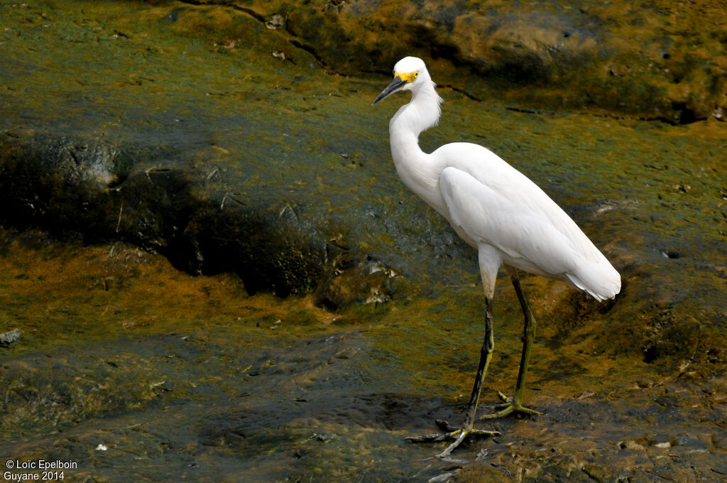 Aigrette neigeuse