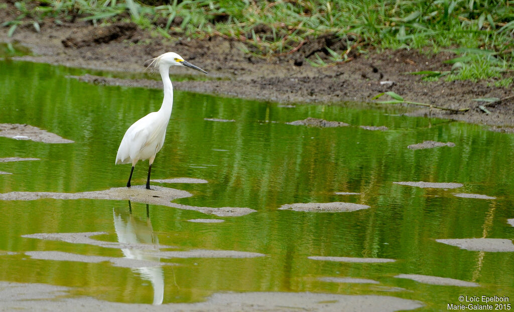 Aigrette neigeuse
