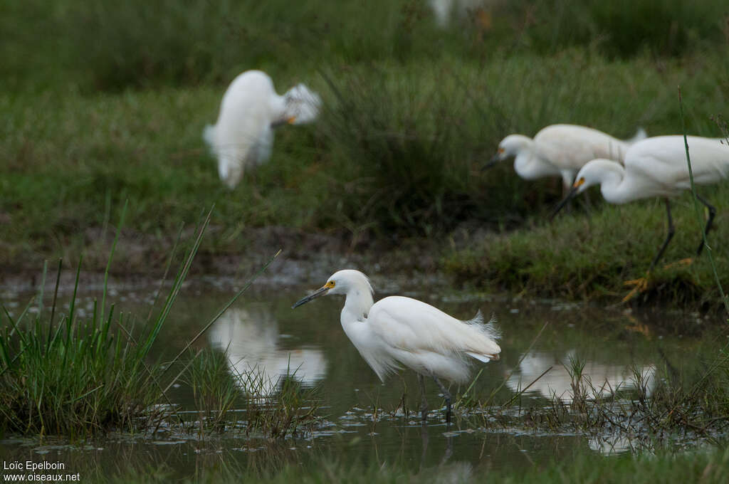 Aigrette neigeuse, habitat