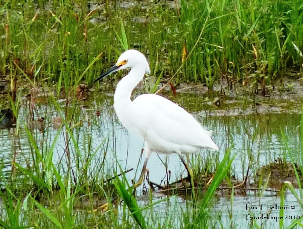 Aigrette neigeuse