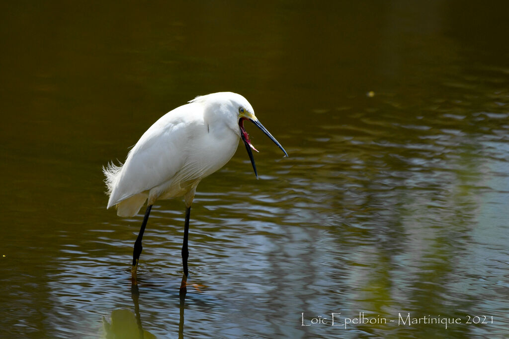 Aigrette neigeuse