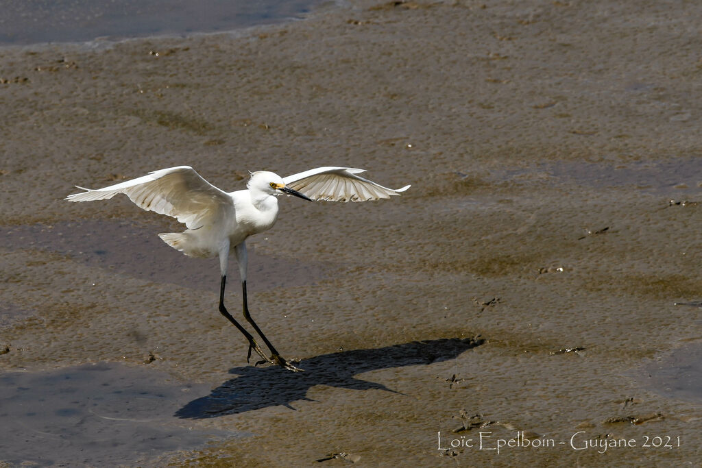 Aigrette neigeuse