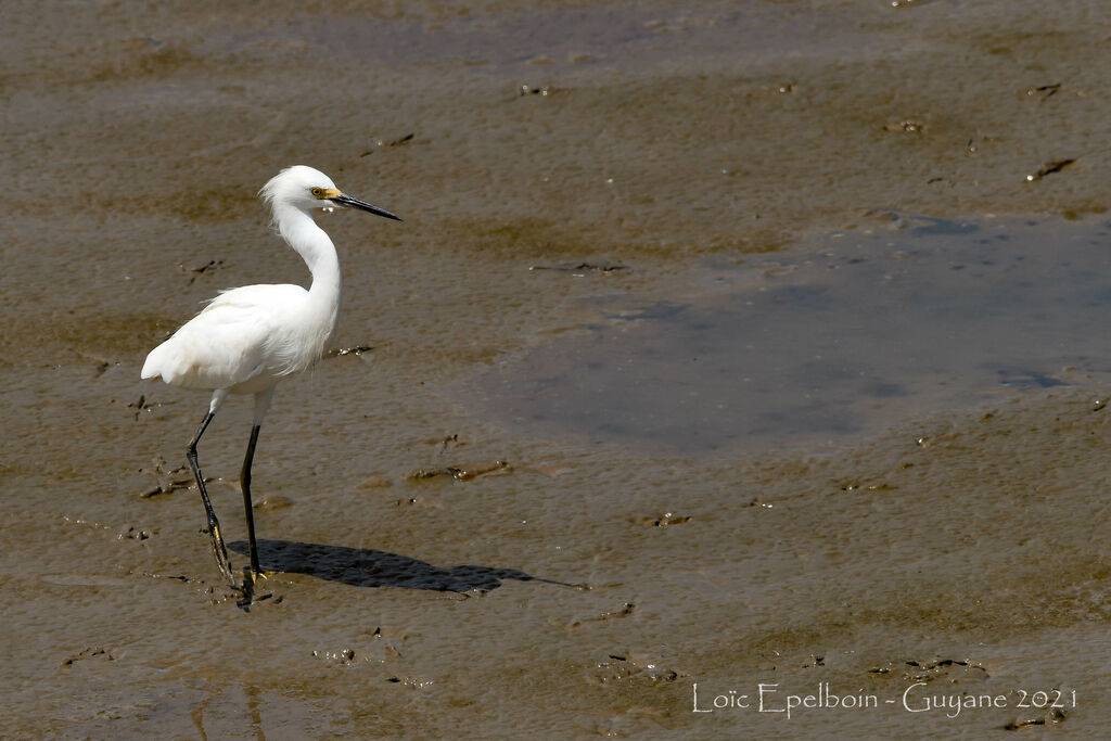 Aigrette neigeuse