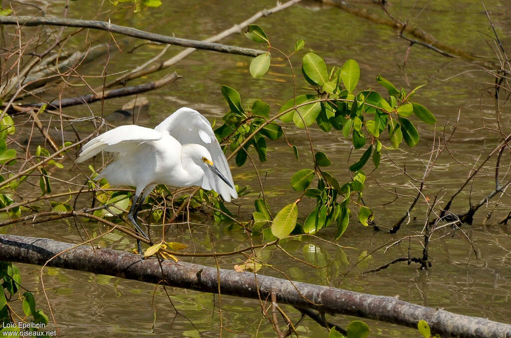 Aigrette neigeuseadulte, habitat, marche