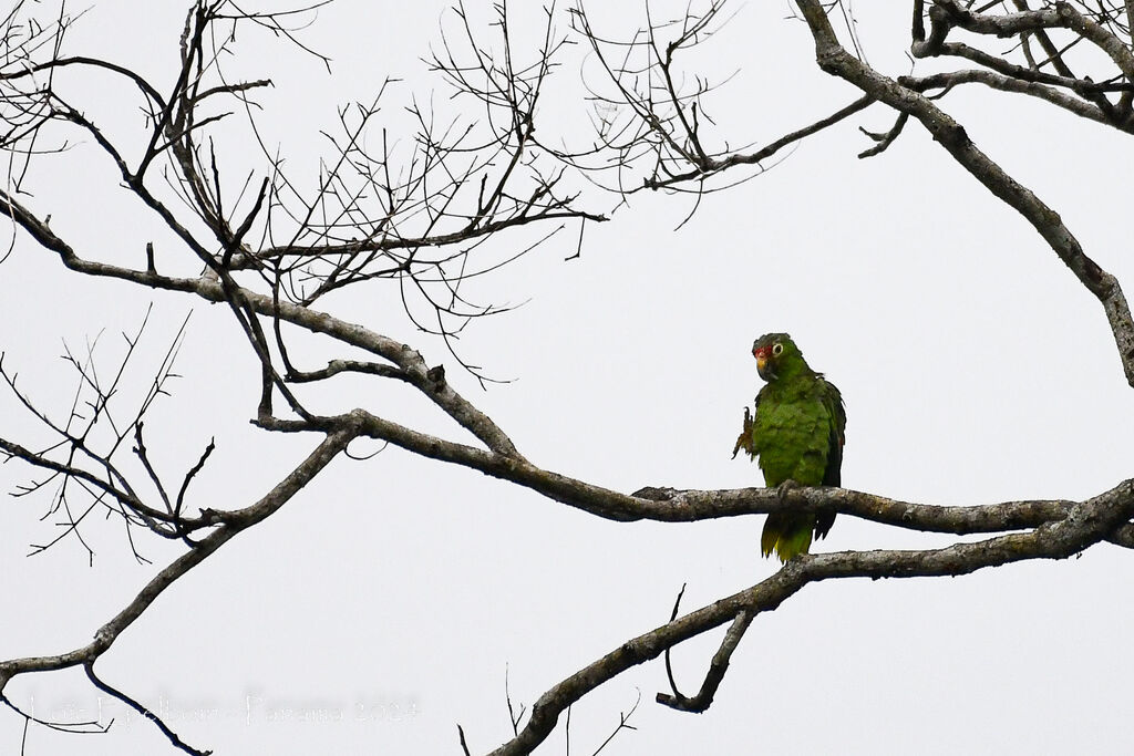 Amazone à lores rouges