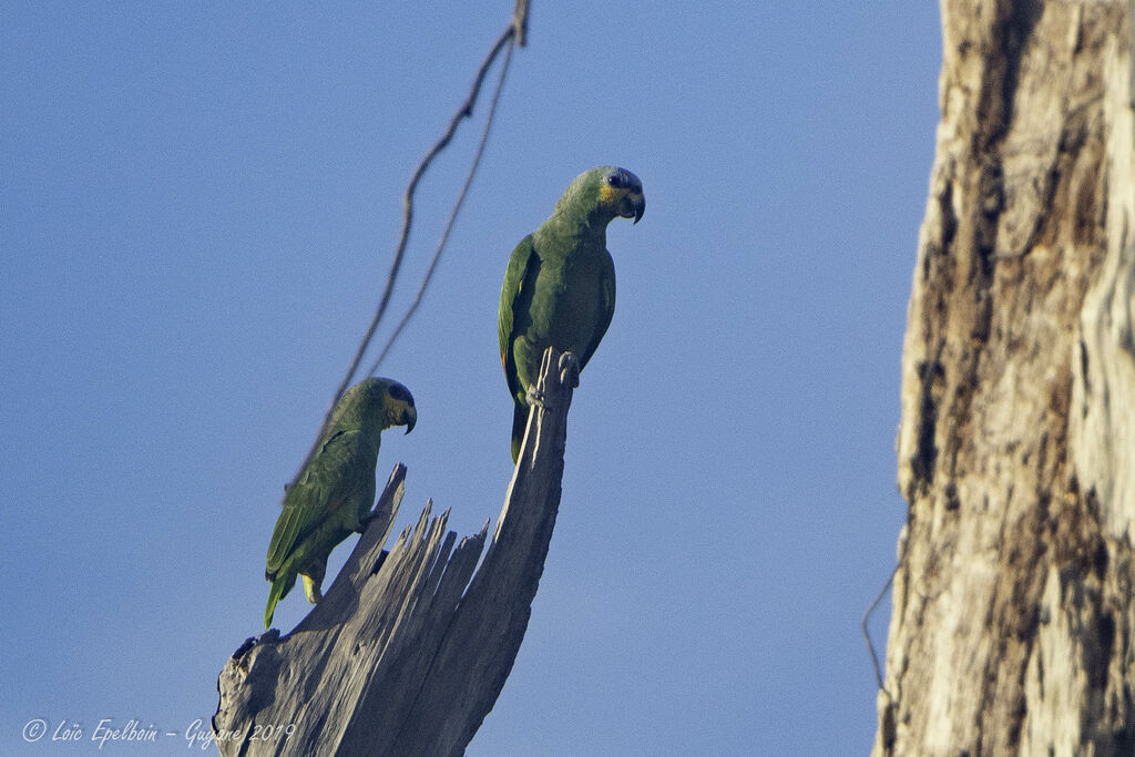 Orange-winged Amazon