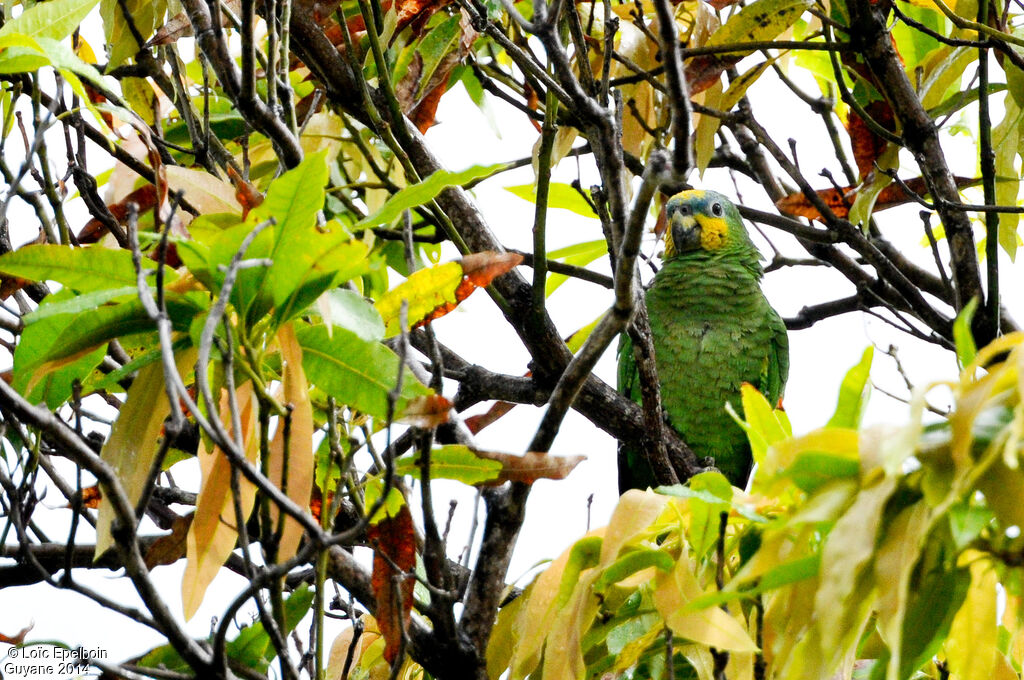 Orange-winged Amazon