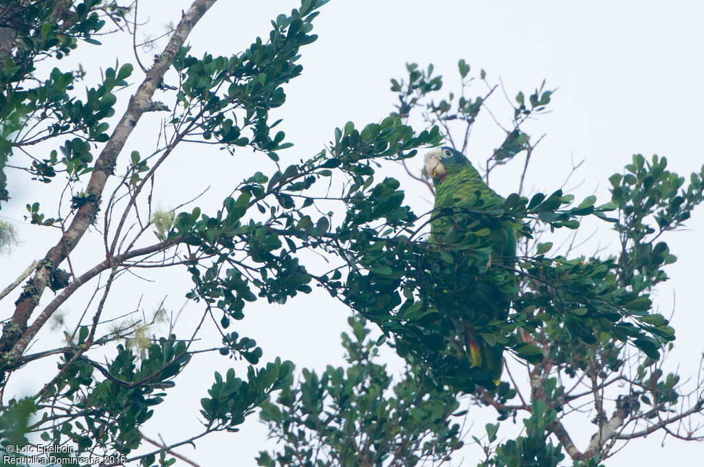 Hispaniolan Amazon