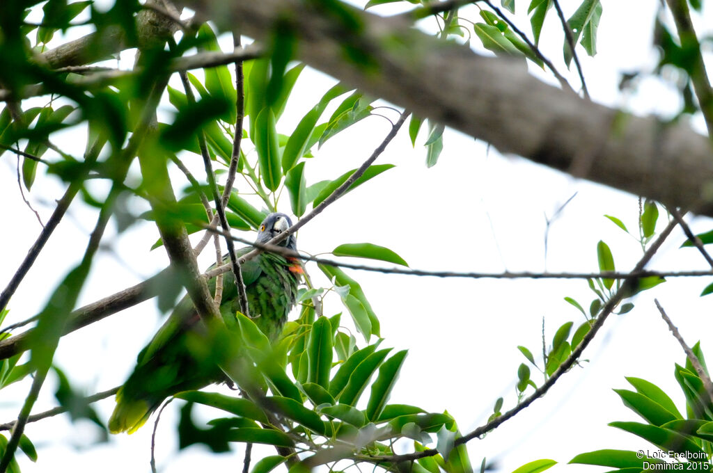 Red-necked Amazon