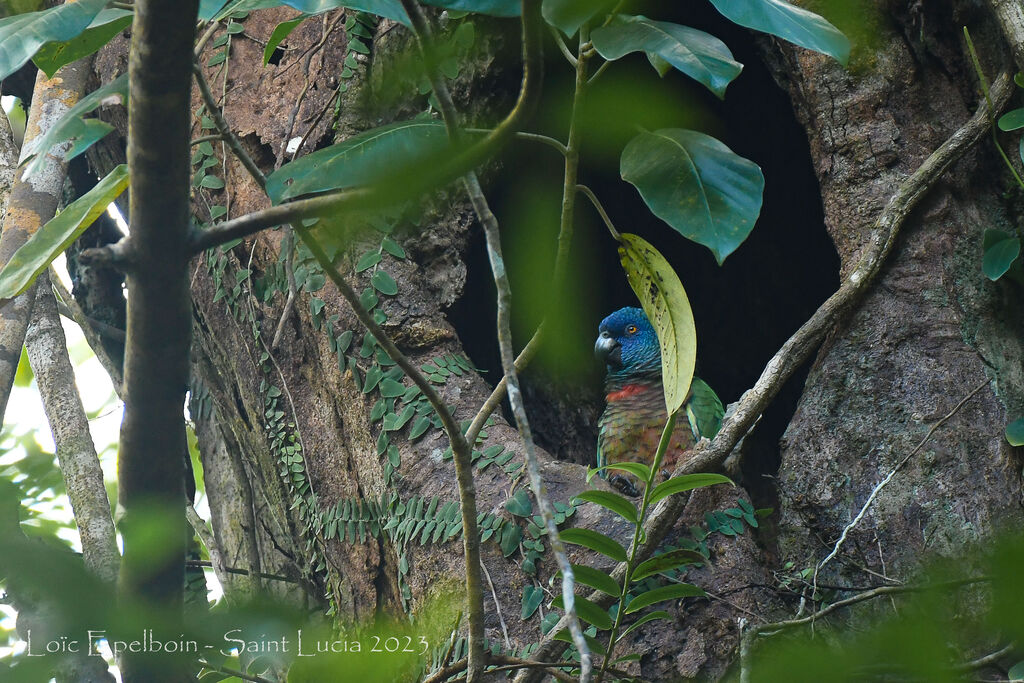 St. Lucia Amazon