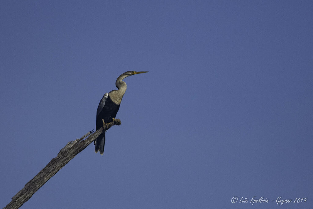 Anhinga