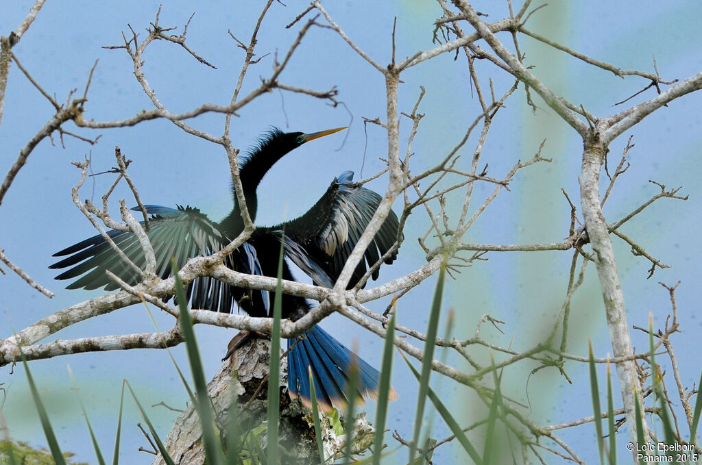 Anhinga