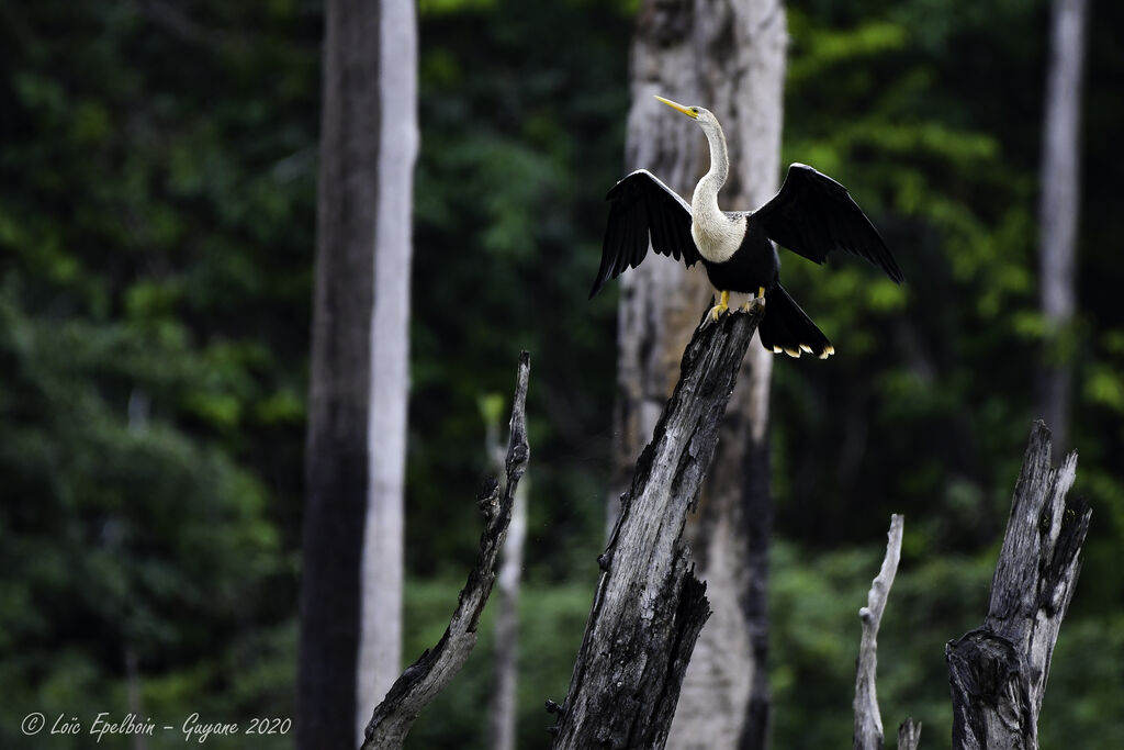 Anhinga