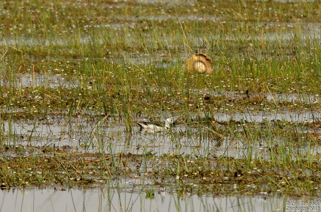 Cotton Pygmy Goose