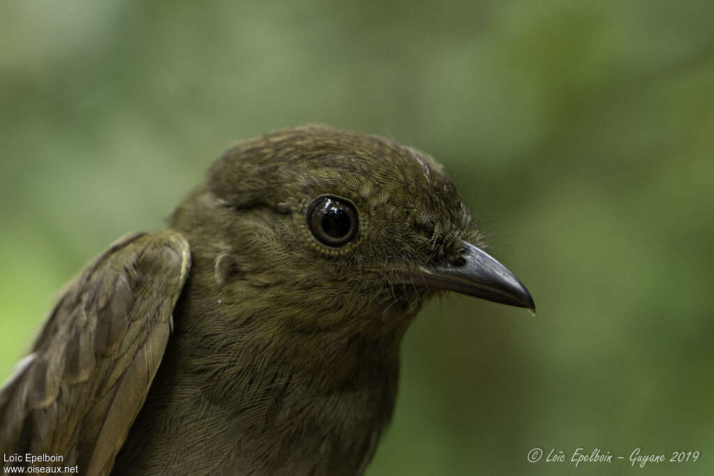 Guianan Schiffornis