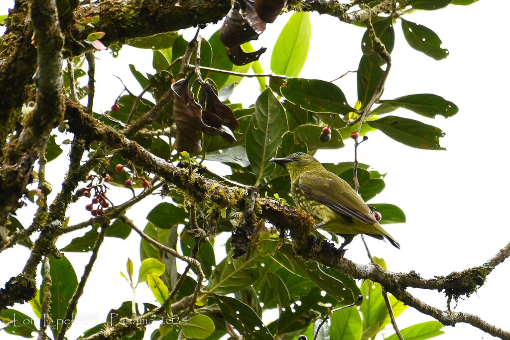 Three-wattled Bellbird