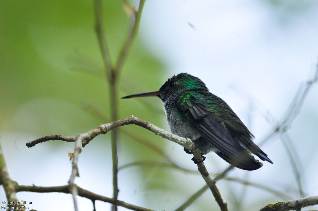 Blue-chested Hummingbird