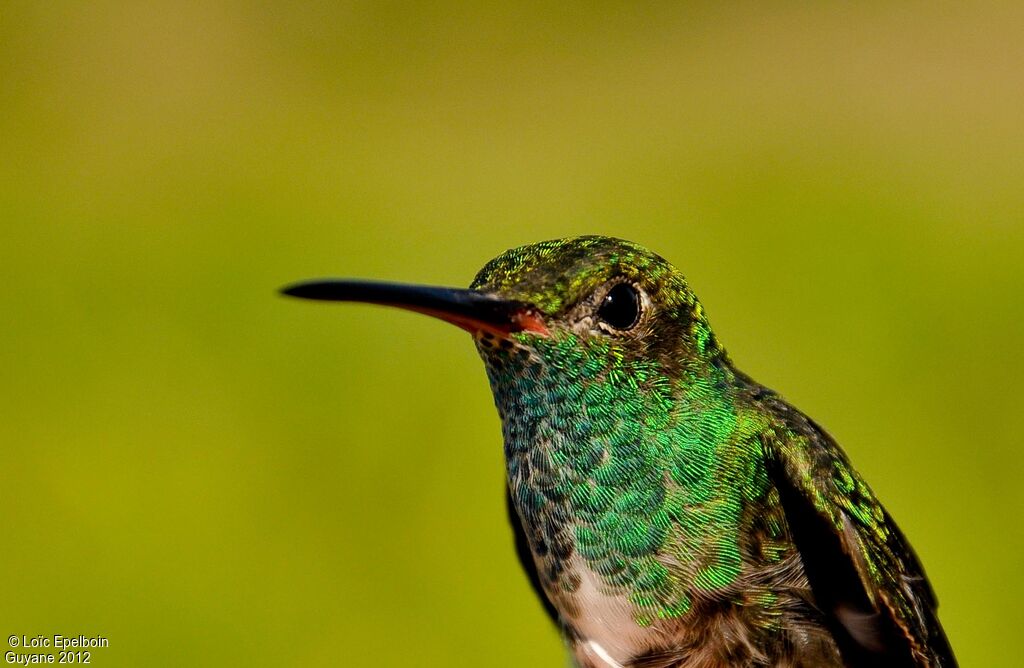 Glittering-throated Emerald