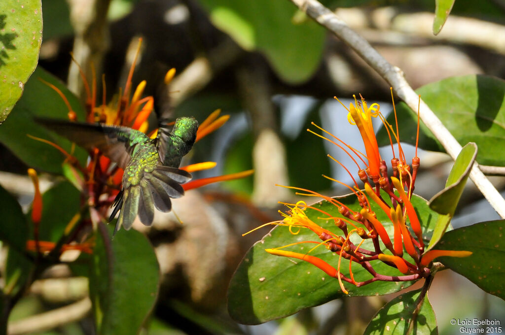 Glittering-throated Emerald