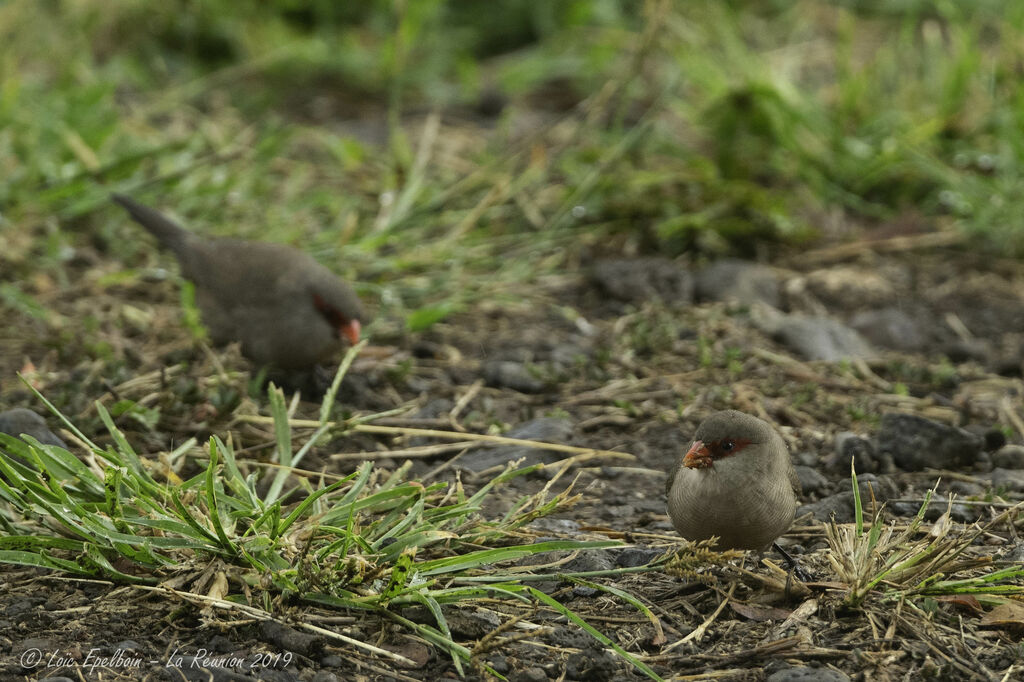 Common Waxbill
