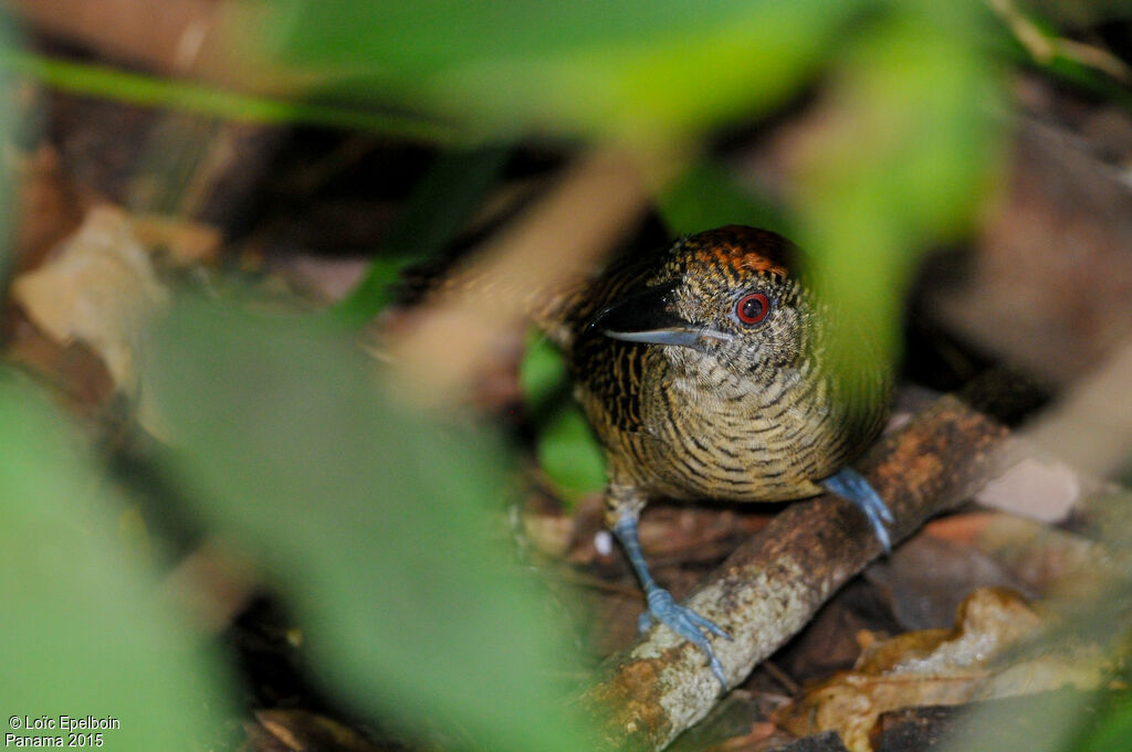 Fasciated Antshrike