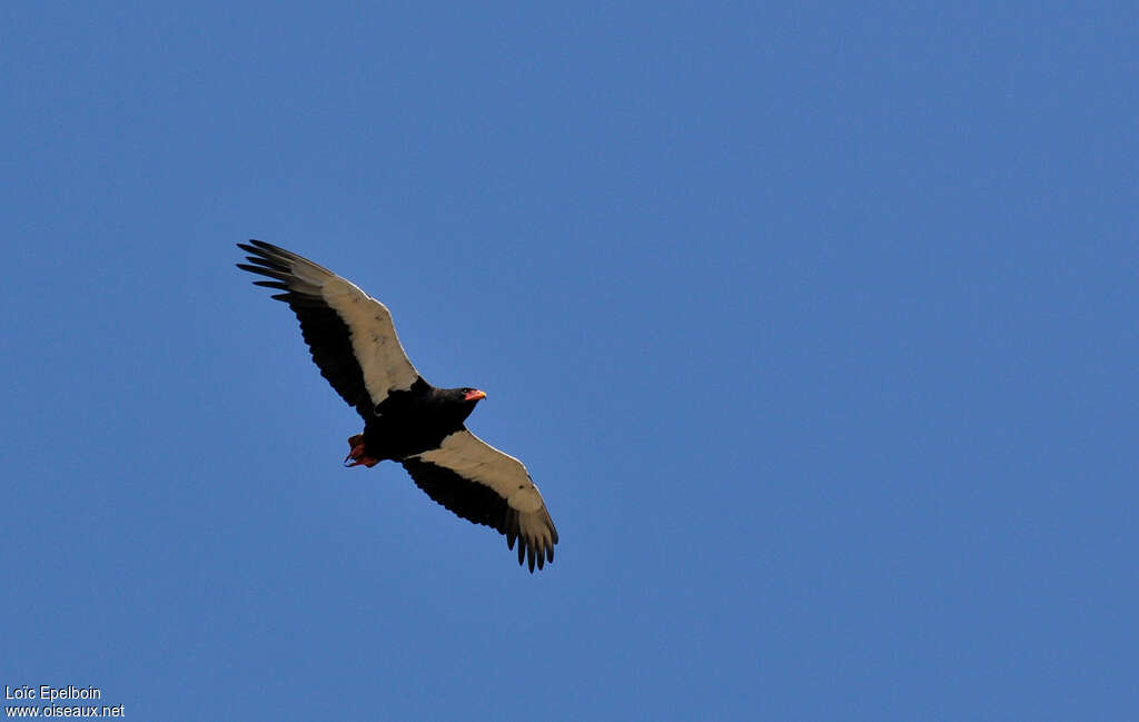 Bateleur des savanes mâle adulte, Vol