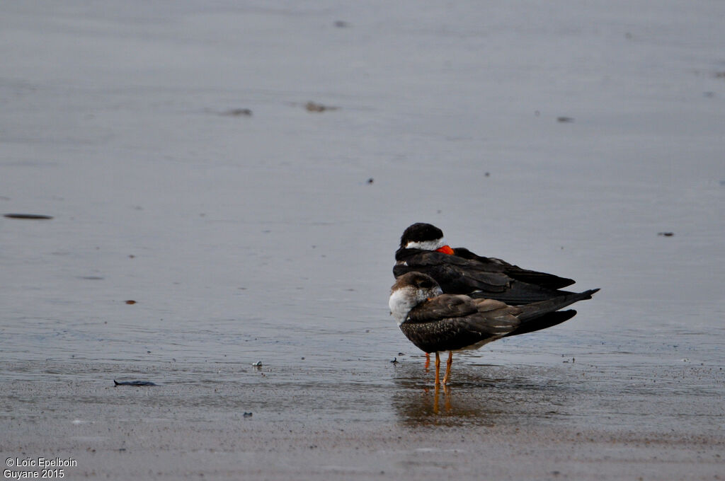 Black Skimmer