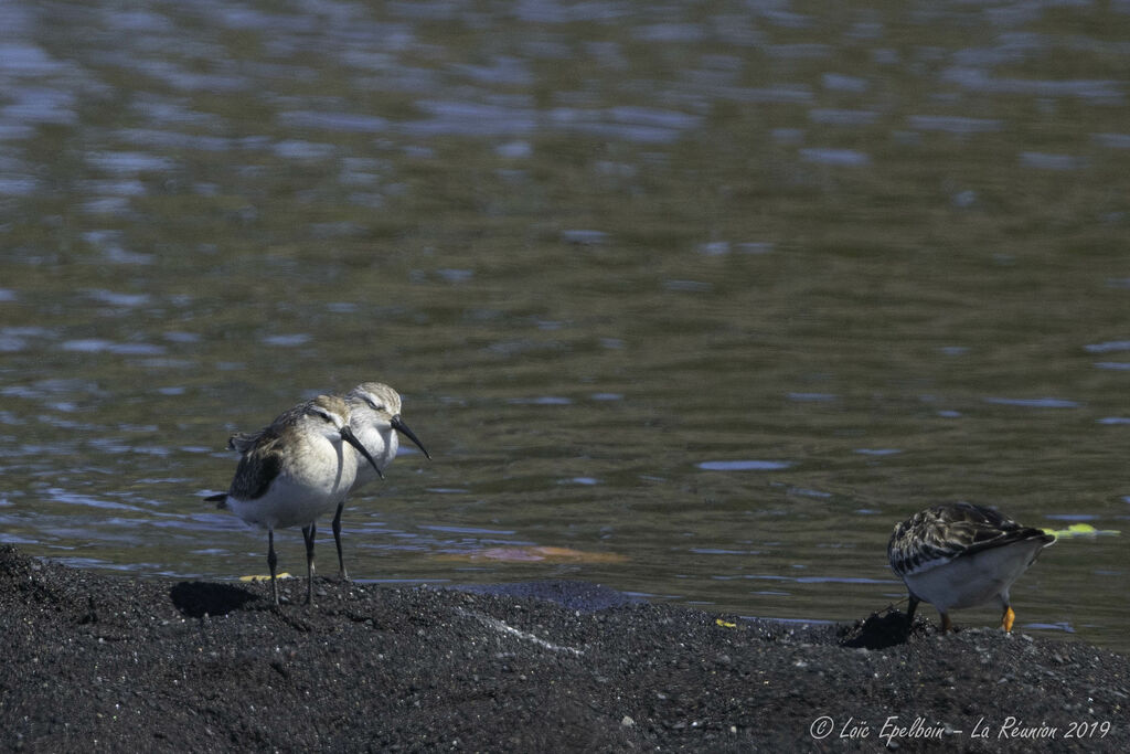 Curlew Sandpiper