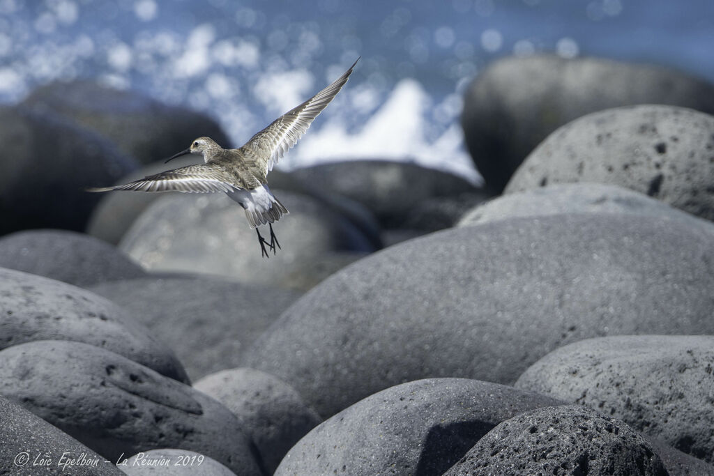 Curlew Sandpiper