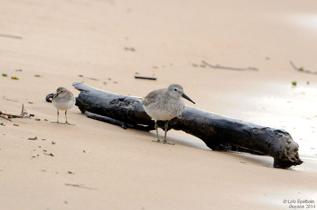 Red Knot