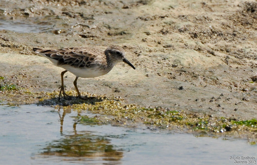 Least Sandpiper