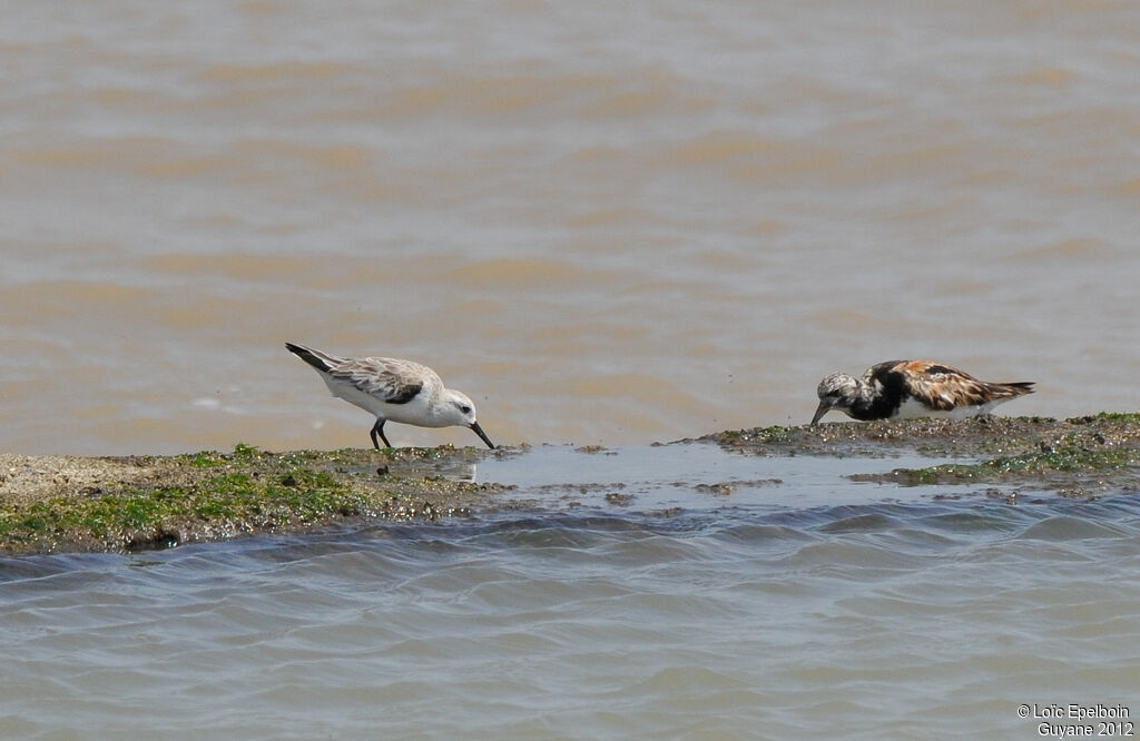 Sanderling