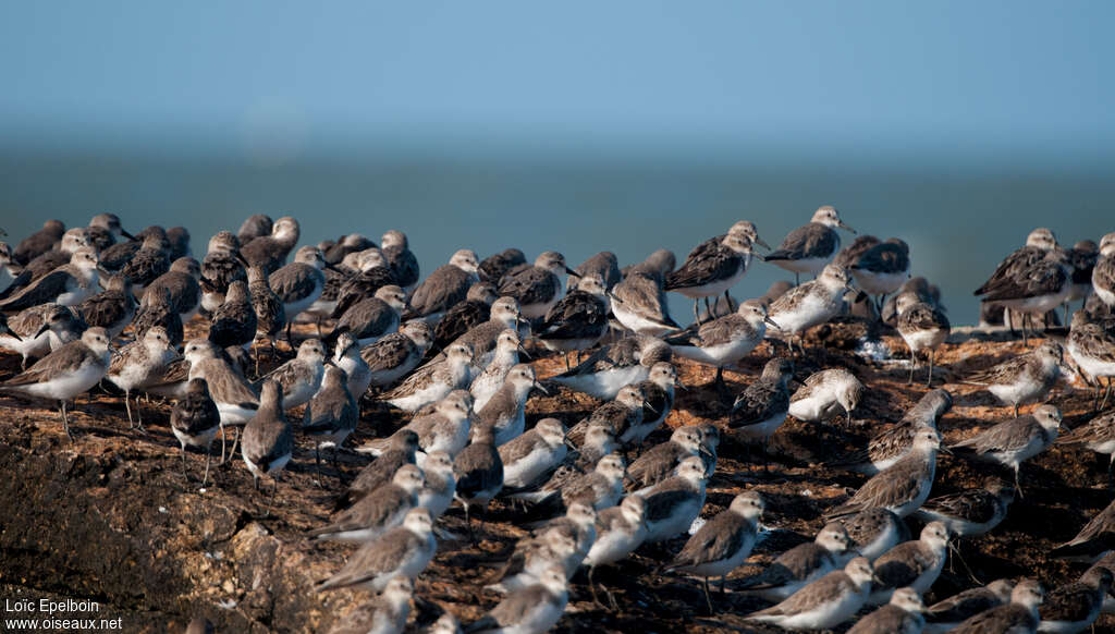Semipalmated Sandpiper, Behaviour