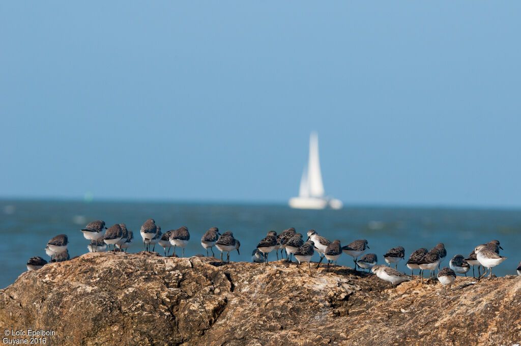 Semipalmated Sandpiper