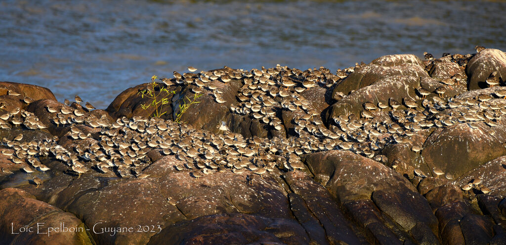Semipalmated Sandpiper