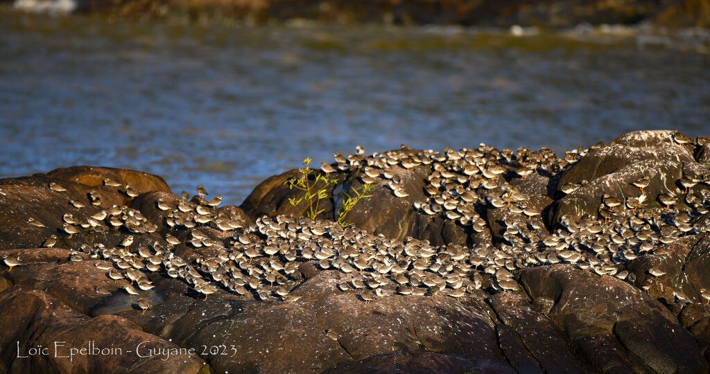 Semipalmated Sandpiper