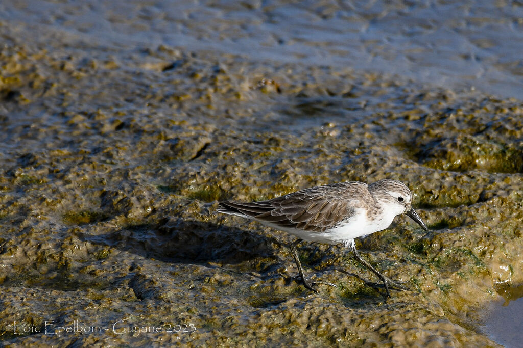Semipalmated Sandpiper